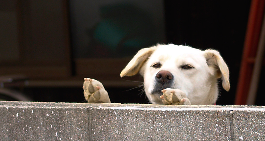 dog2rev